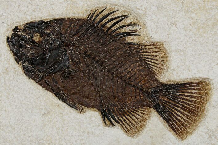 Detailed Fossil Fish (Cockerellites) - Wyoming #349243